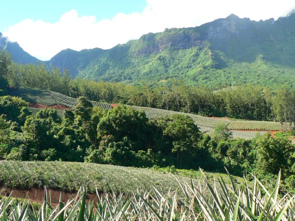26- Les plantations d'ananas d'Opunohu 